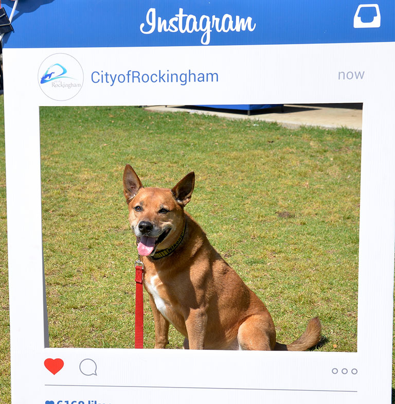 Can I Pay My Dog Registration Online